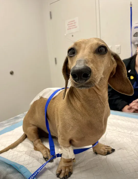 Dallas Veterinary Surgical Center (DVSC) - Fort Worth Picture 5