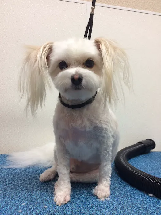 South Meadow Animal Clinic Picture 4