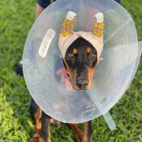 South Meadow Animal Clinic ico