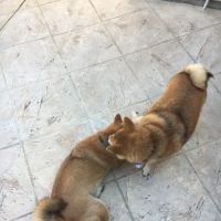 City View Animal Hospital ico