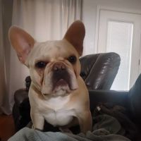 Denton County Animal ER ico