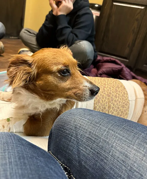 Denton County Animal ER Picture 7