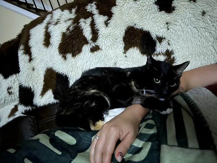 Denton County Animal ER Picture 5