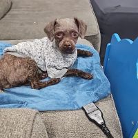 Krum Veterinary Hospital ico