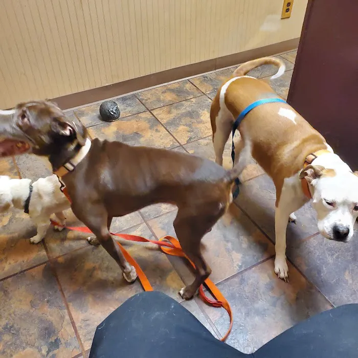 Denton Animal Hospital Picture 7