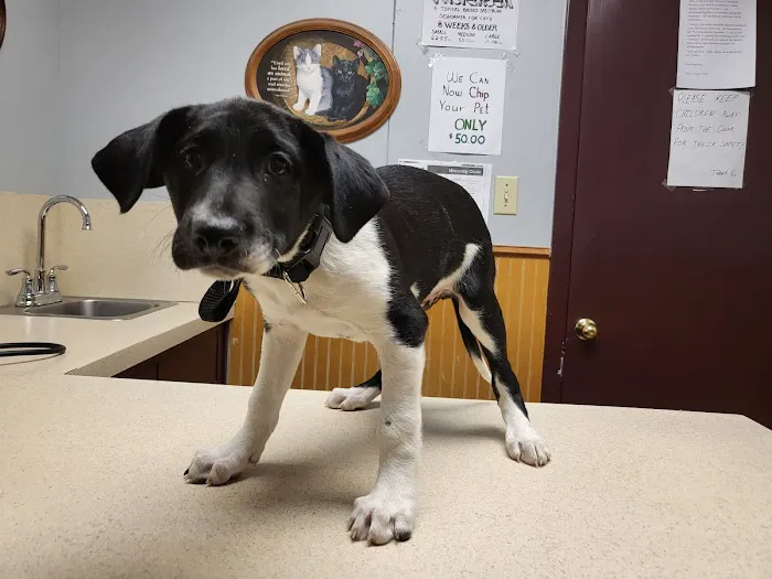 Denton Animal Hospital Picture 3