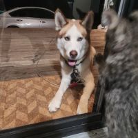 Denton Animal Hospital ico