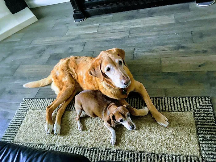 Denton Animal Hospital Picture 10