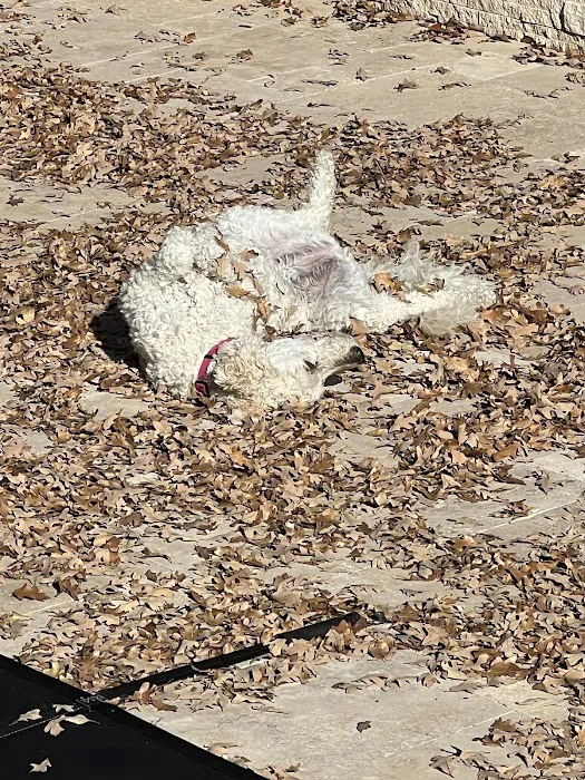 Companion Animal Hospital Picture 1
