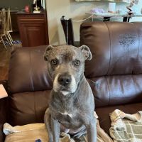 Southridge Animal Hospital ico