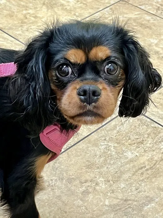 Banfield Pet Hospital Picture 3
