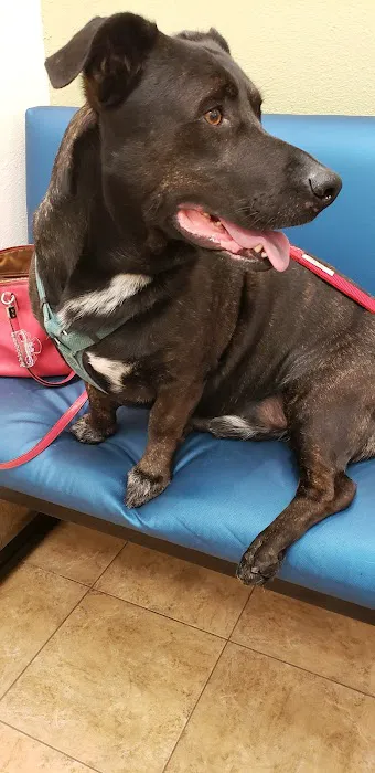 Banfield Pet Hospital Picture 9