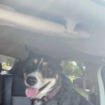Banfield Pet Hospital