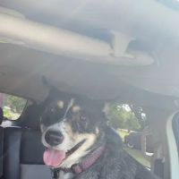 Banfield Pet Hospital ico