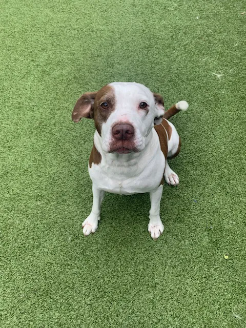 Guardian Pet Hospital and Lodge Picture 1