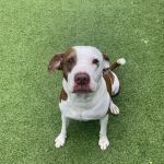 Guardian Pet Hospital and Lodge