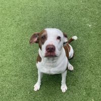 Guardian Pet Hospital and Lodge ico