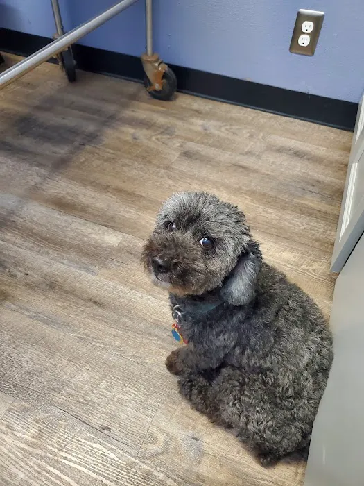 Guardian Pet Hospital and Lodge Picture 7