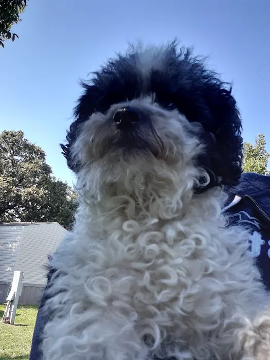 Guardian Pet Hospital and Lodge Picture 4