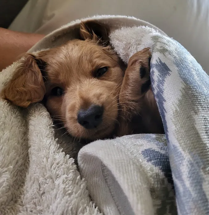 Guardian Pet Hospital and Lodge Picture 5