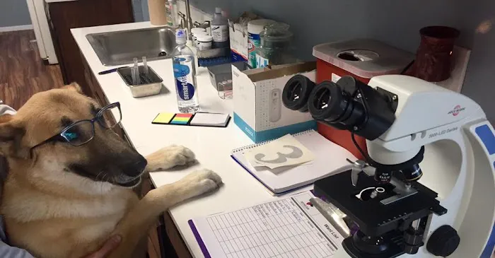Seymour Animal Care Clinic Picture 8