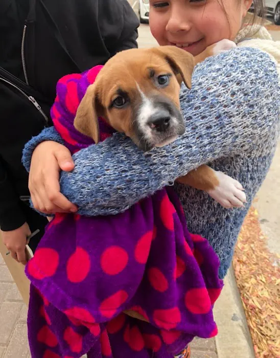 Texas Paw Care - Low Cost Vaccinations, Spays & Neuters Picture 5