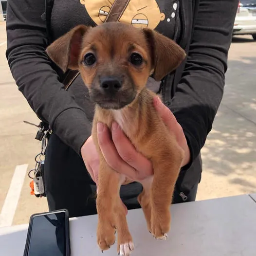 Texas Paw Care - Low Cost Vaccinations, Spays & Neuters Picture 7