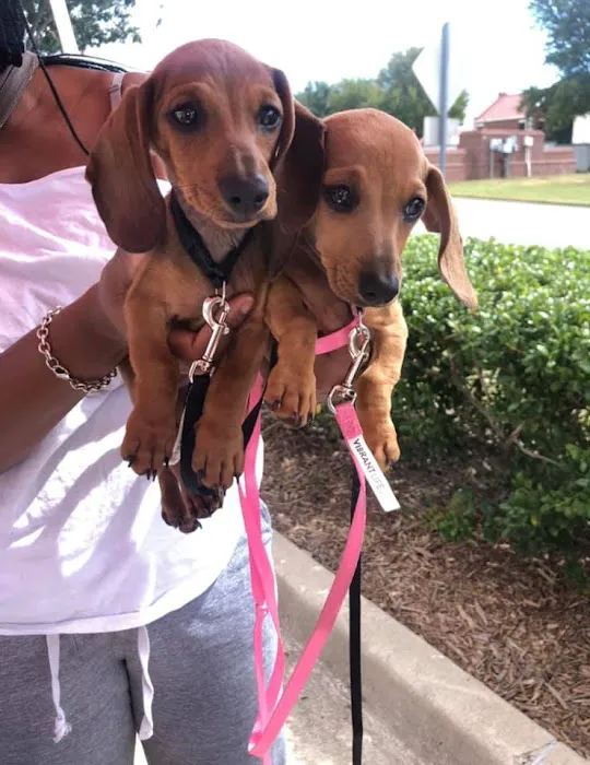 Texas Paw Care - Low Cost Vaccinations, Spays & Neuters Picture 1
