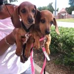 Texas Paw Care - Low Cost Vaccinations, Spays & Neuters