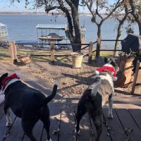 Azle Veterinary Medical Center ico