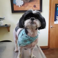 Lakeside Animal Hospital: Cornell Genny C DVM ico