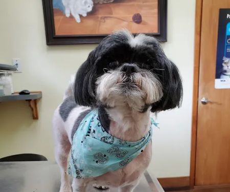Lakeside Animal Hospital: Cornell Genny C DVM