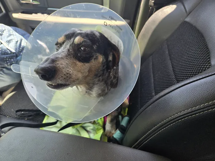 VCA Lakeside Animal Hospital Picture 4