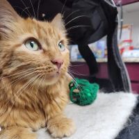Humane Animal Medical & Surgical Hospital ico