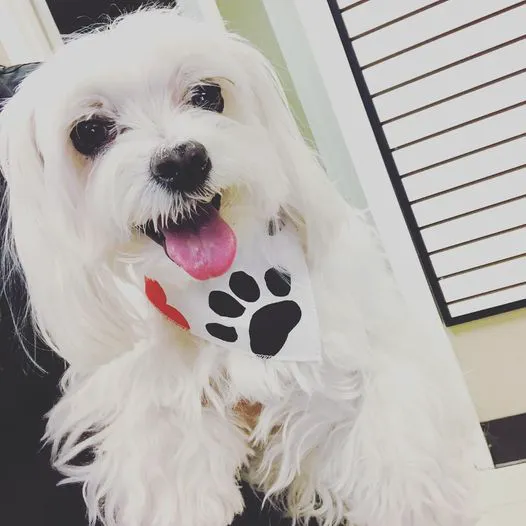 Paws & Claws Animal Hospital and Holistic Pet Center Picture 3