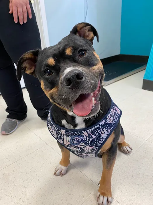 Paws & Claws Animal Hospital and Holistic Pet Center Picture 7