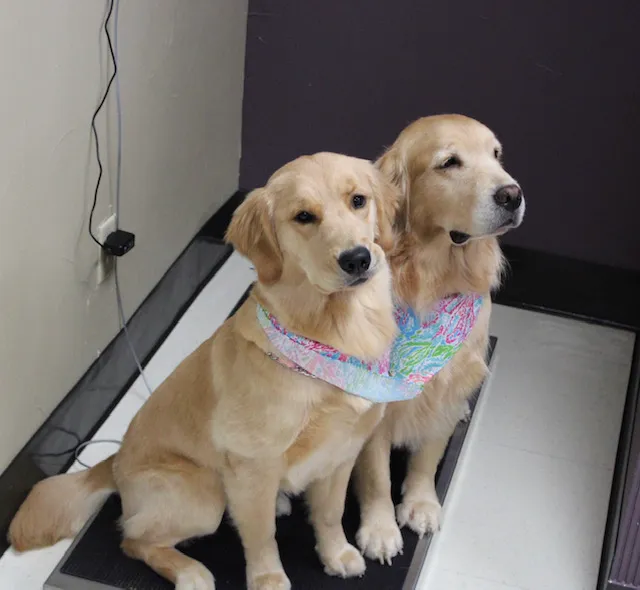 Paws & Claws Animal Hospital and Holistic Pet Center Picture 6