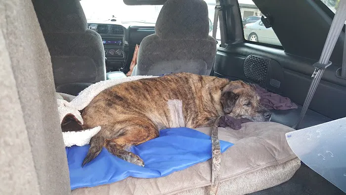 14th Street Animal Hospital Picture 7
