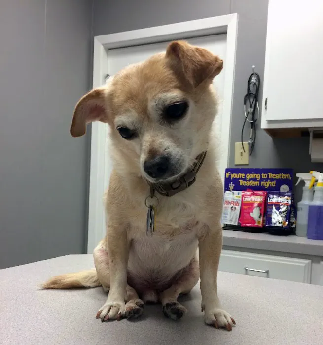 14th Street Animal Hospital Picture 1