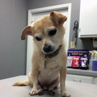 14th Street Animal Hospital ico