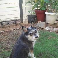 Plano Animal Clinic ico