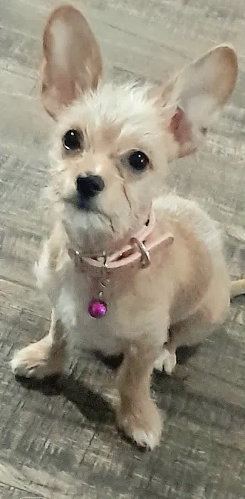 Plano Animal Clinic Picture 6