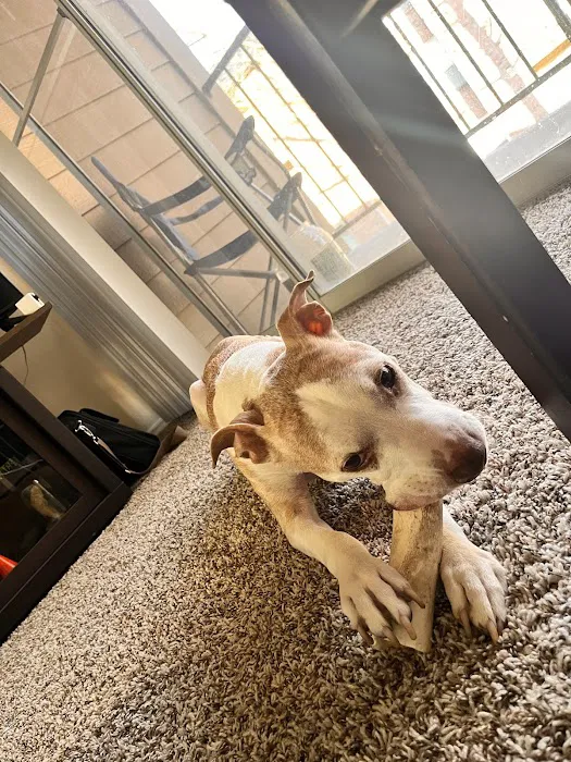 Plano Animal Clinic Picture 9