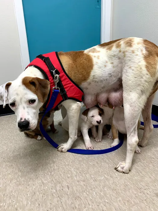 Park Mall Animal Clinic Picture 3