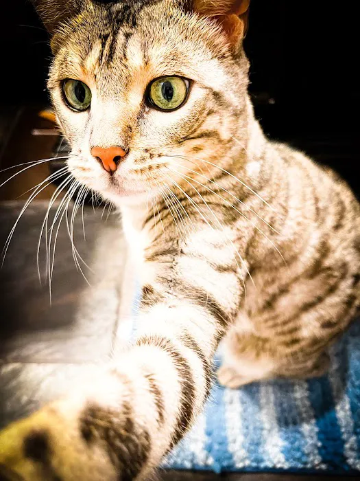 Banfield Pet Hospital Picture 6