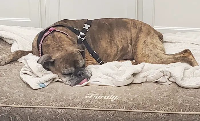 Murphy Road Animal Hospital Picture 1