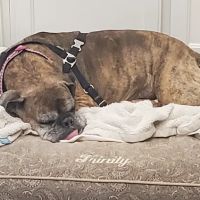 Murphy Road Animal Hospital ico