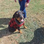 White Oak Veterinary Clinic