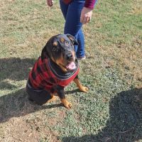 White Oak Veterinary Clinic ico