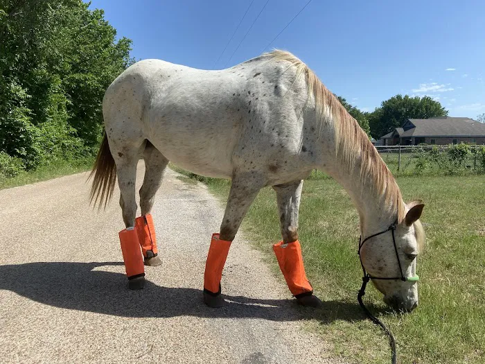 Exclusively Equine Ambulatory Picture 3